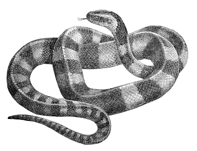 Free Snakes Clipart. Free Clipart Images, Graphics, Animated Gifs 