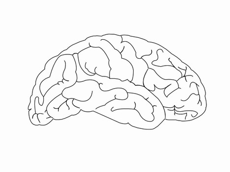 brain template printable