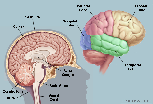 Brain (Human Anatomy): Picture, Function, Parts, Conditions, and More
