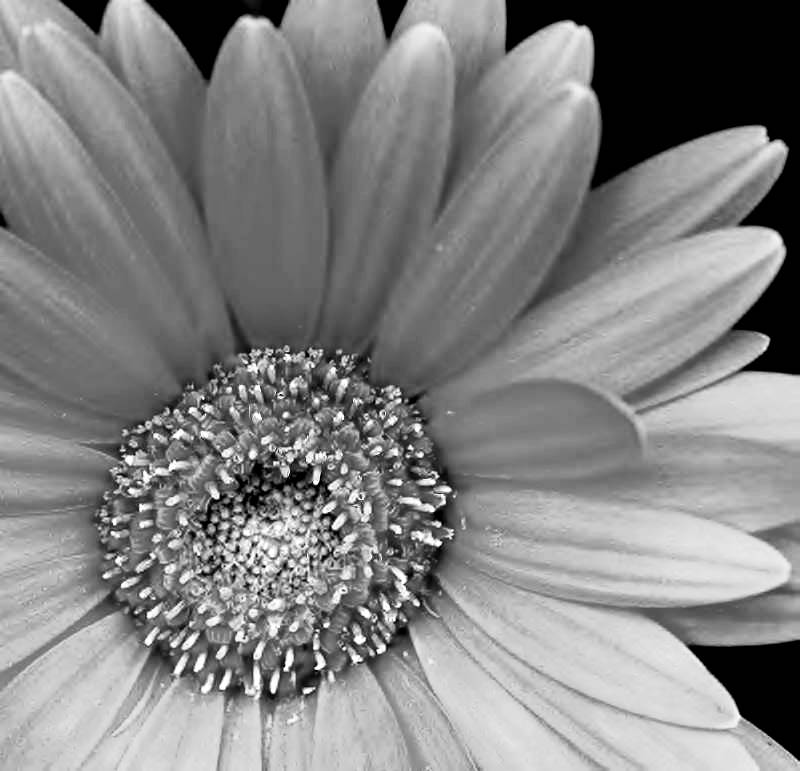 Black And White Beautiful Flowers images