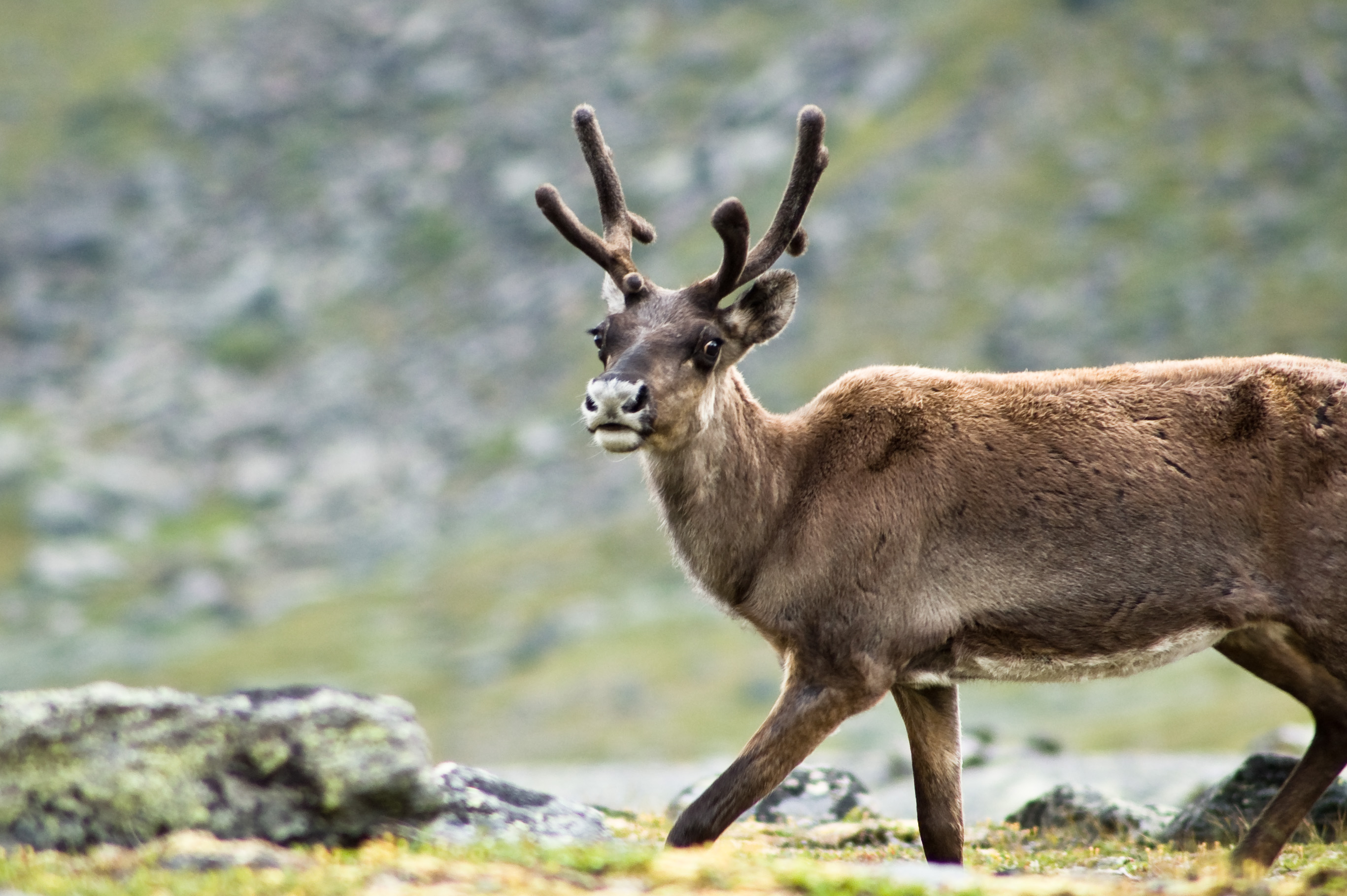 Reindeer_in_Kebnekaise.jpg