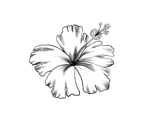 New Hibiscus Flower Tattoo Drawings Spezielle Lieferung