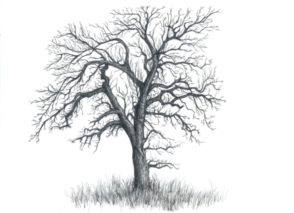 realistic dead tree drawing.