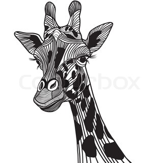 Giraffe Head Drawing images  pictures - NearPics