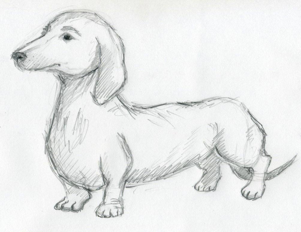 Realistic Dog Drawing | 