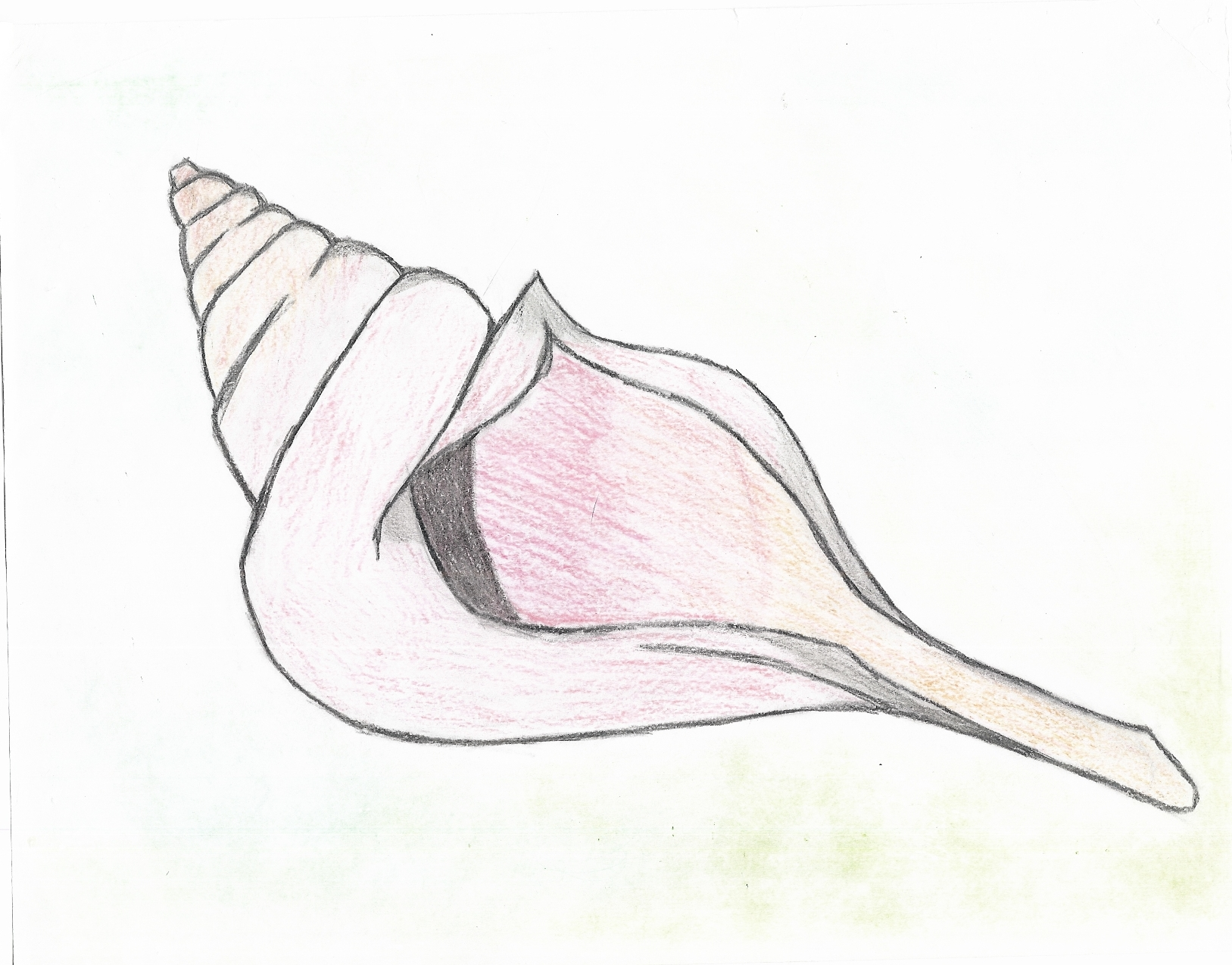 Conch Shell by Ryoshi-No-Hikari on Clipart library