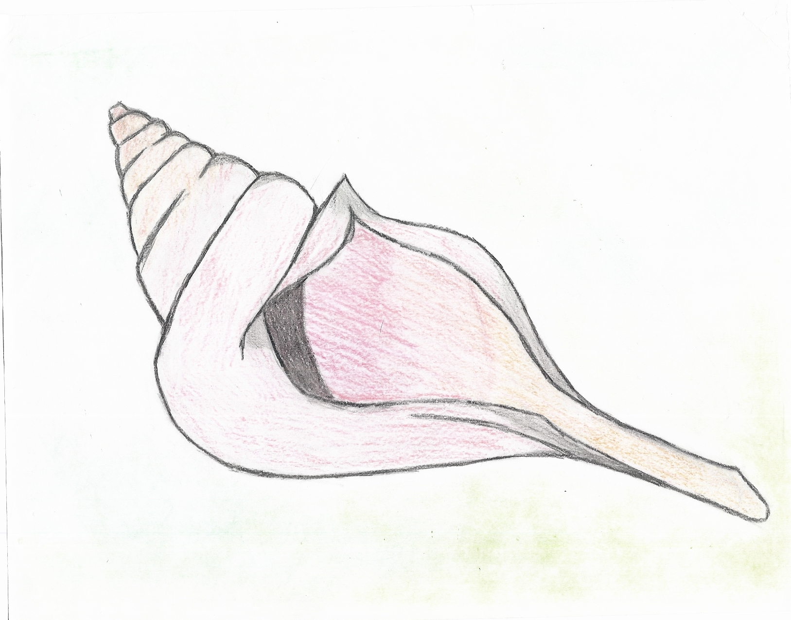 Free Conch Shell Outline, Download Free Conch Shell Outline png images