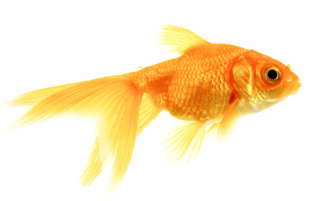 clipart pictures fantail goldfish - photo #43