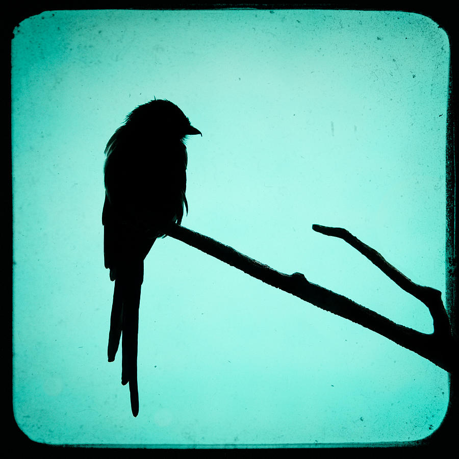 Magpie Shrike Silhouette by Gary Heller