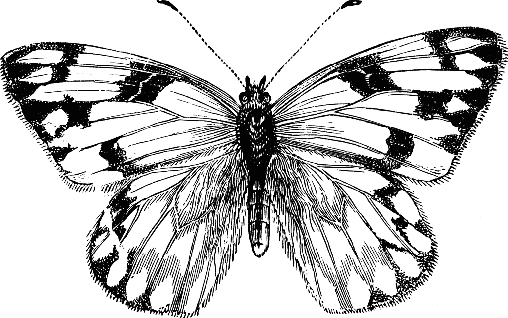 Female Cabbage Butterfly | ClipArt ETC