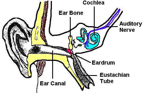 Free Image Of The Ear, Download Free Image Of The Ear png ...