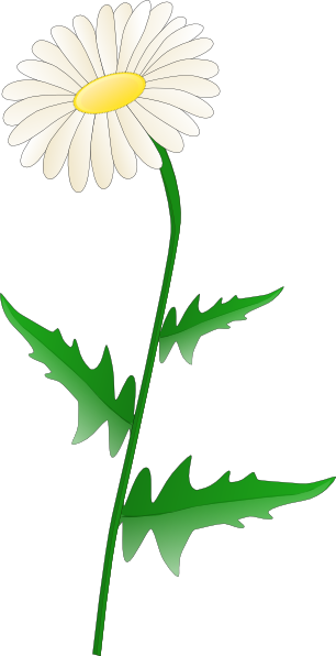 Clipart Daisies - Clipart library