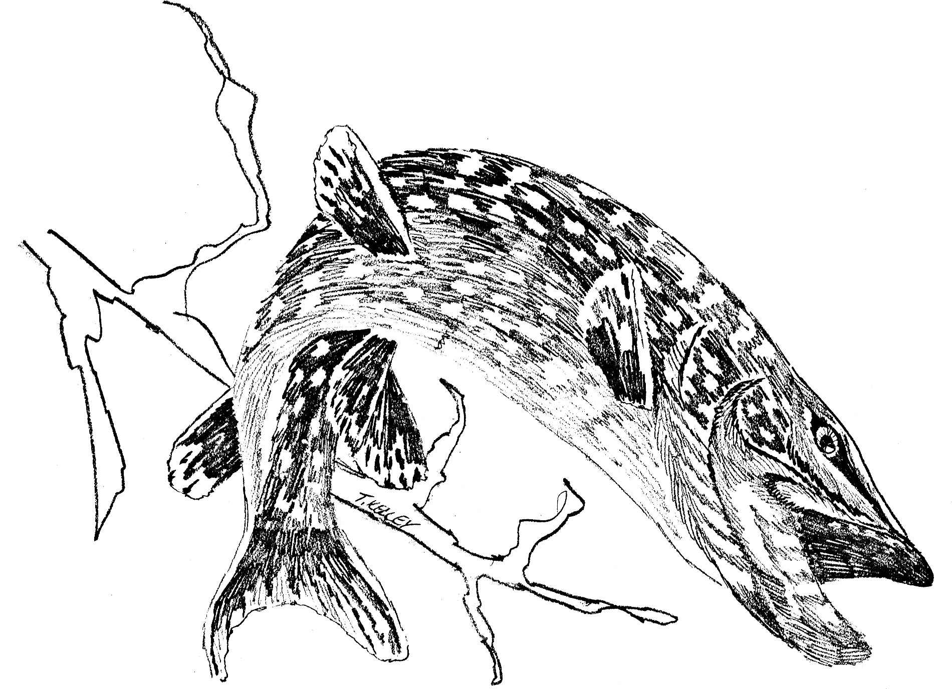 File:Northern pike fish esox lucius linnaeus line art line drawing 