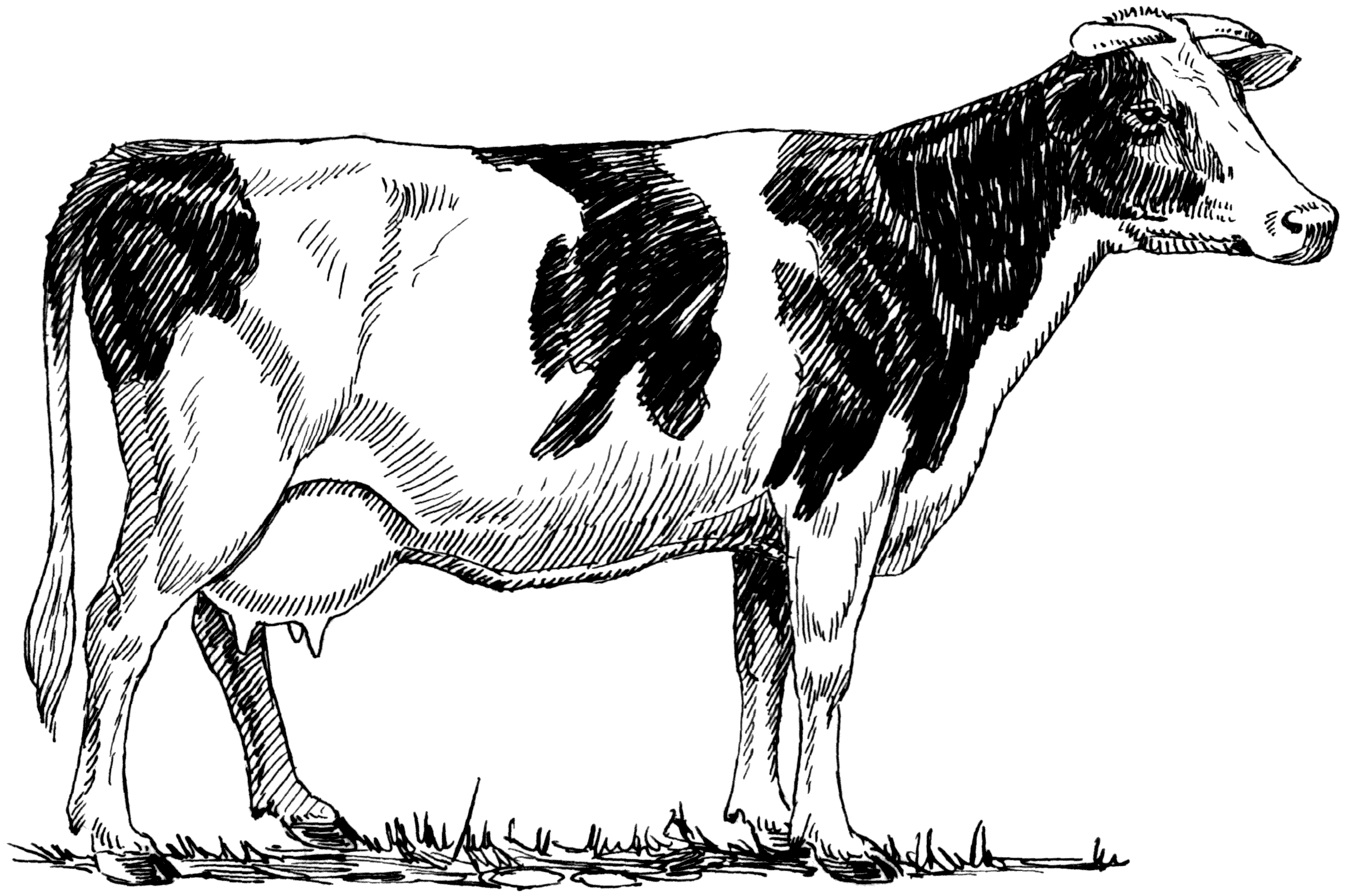 Free Cow Drawing, Download Free Cow Drawing png images, Free ClipArts
