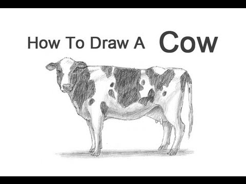 How to Draw a Cow - YouTube