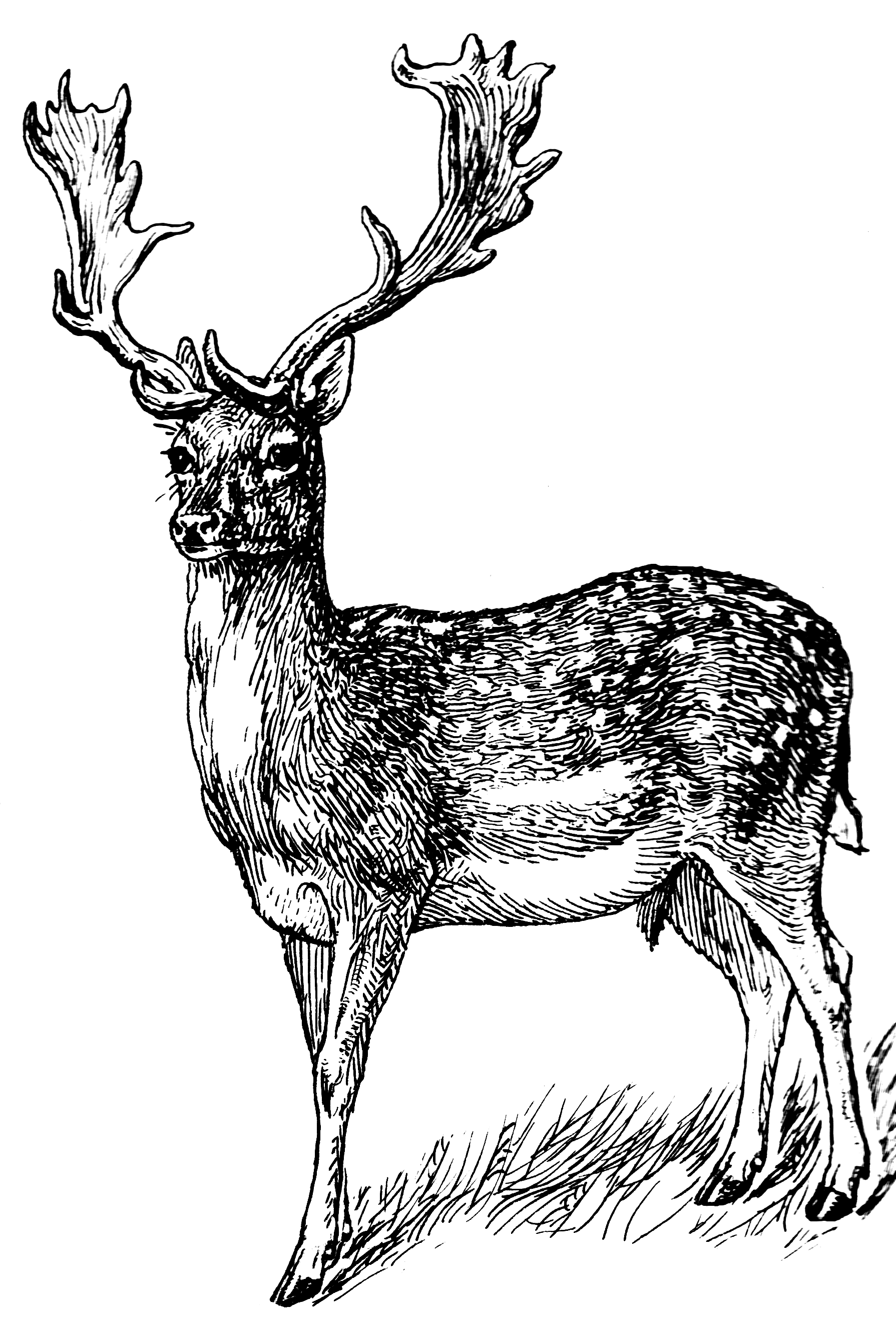 File:Fallow Deer 2 (PSF) - The Work of God