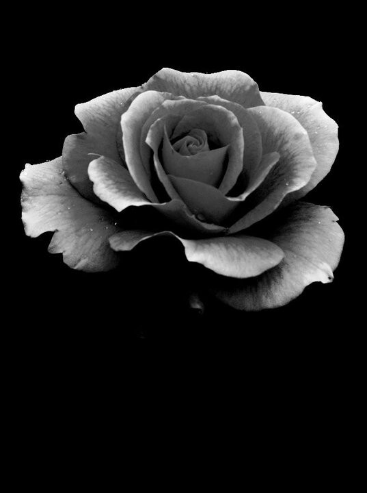 Black and white rose | Photography | Clipart library