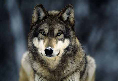 Howling Wolf :: Care2 Groups (Animals  Pets)