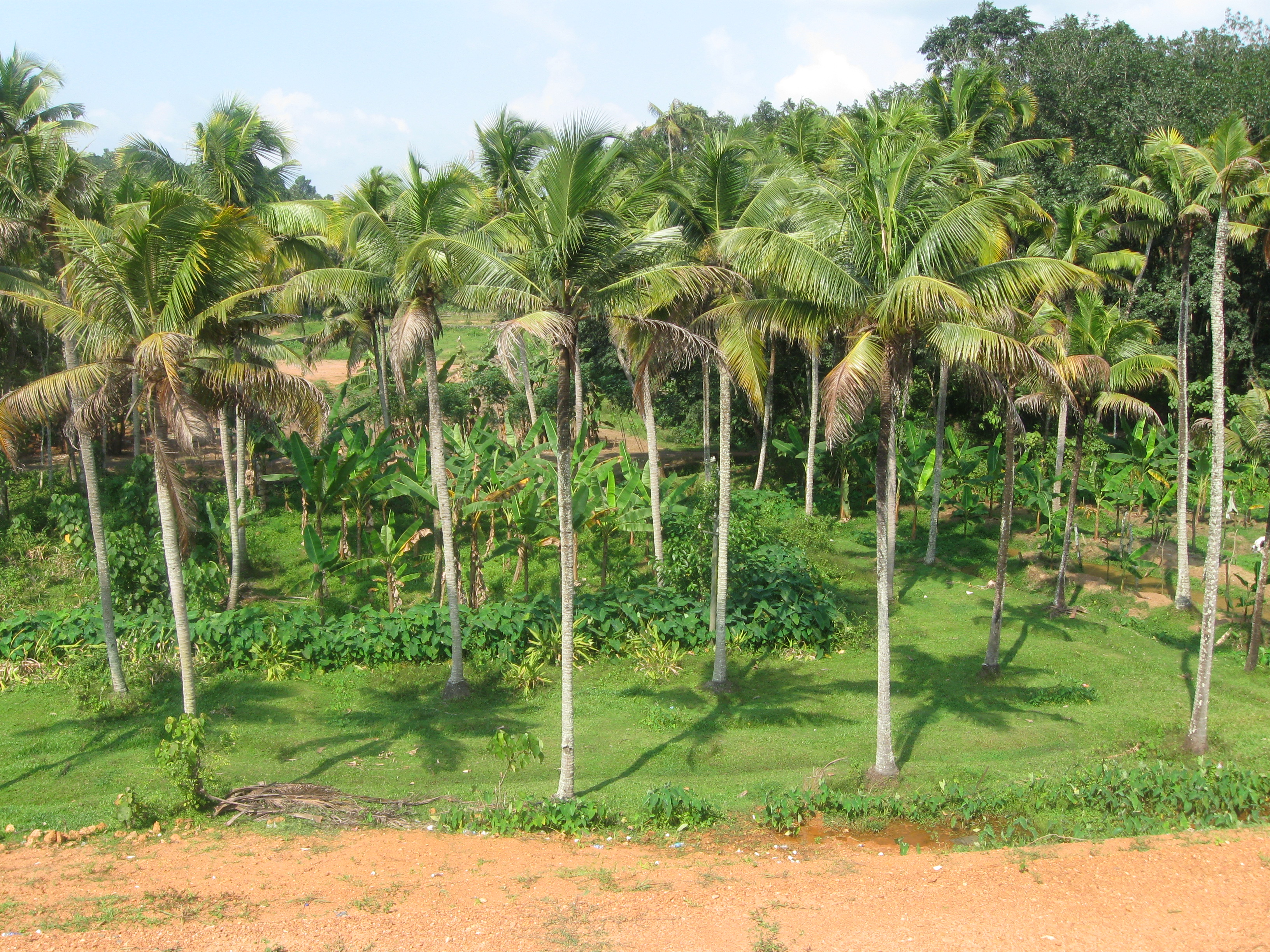 File:Coconut tree orchard.JPG - Wikimedia Commons