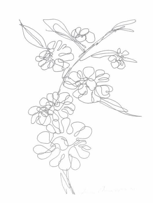 Hawaiian flower drawing 2 | Colour me a pattern | Clipart library