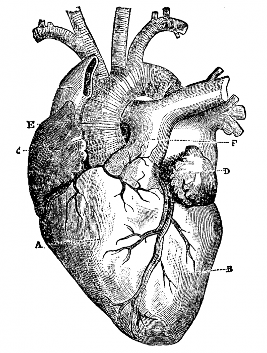 Human Heart Drawing | 