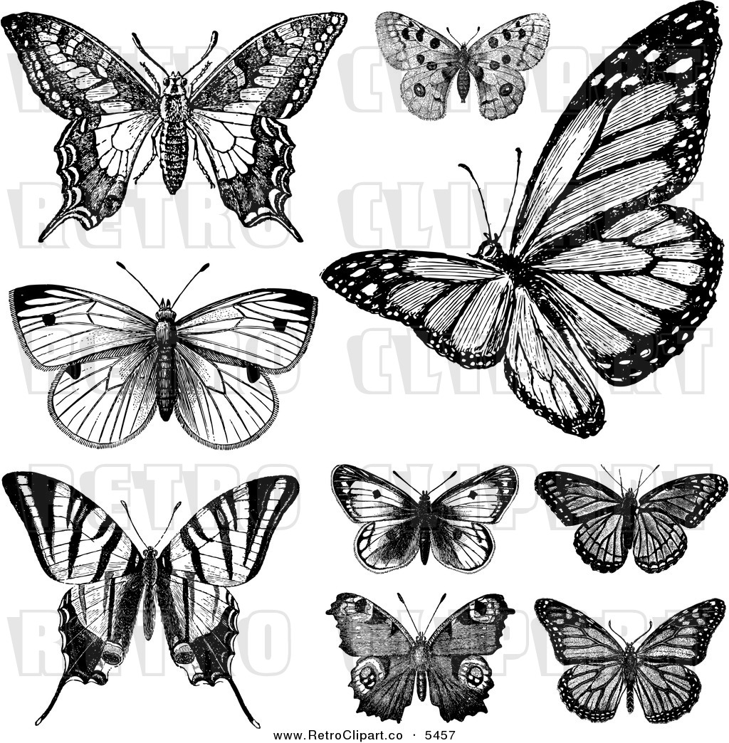 Vector Clipart of Retro Black and White Vintage Butterflies on 