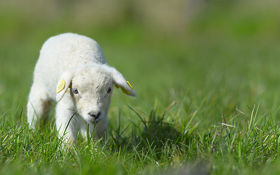 276625-10-cute-lamb.jpg