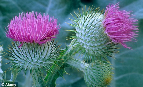Thistle do nicely! These purple plants will add dramatic beauty to 
