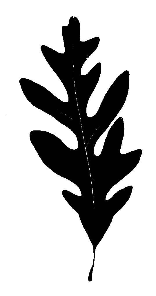 White Oak image - vector clip art online, royalty free  public domain