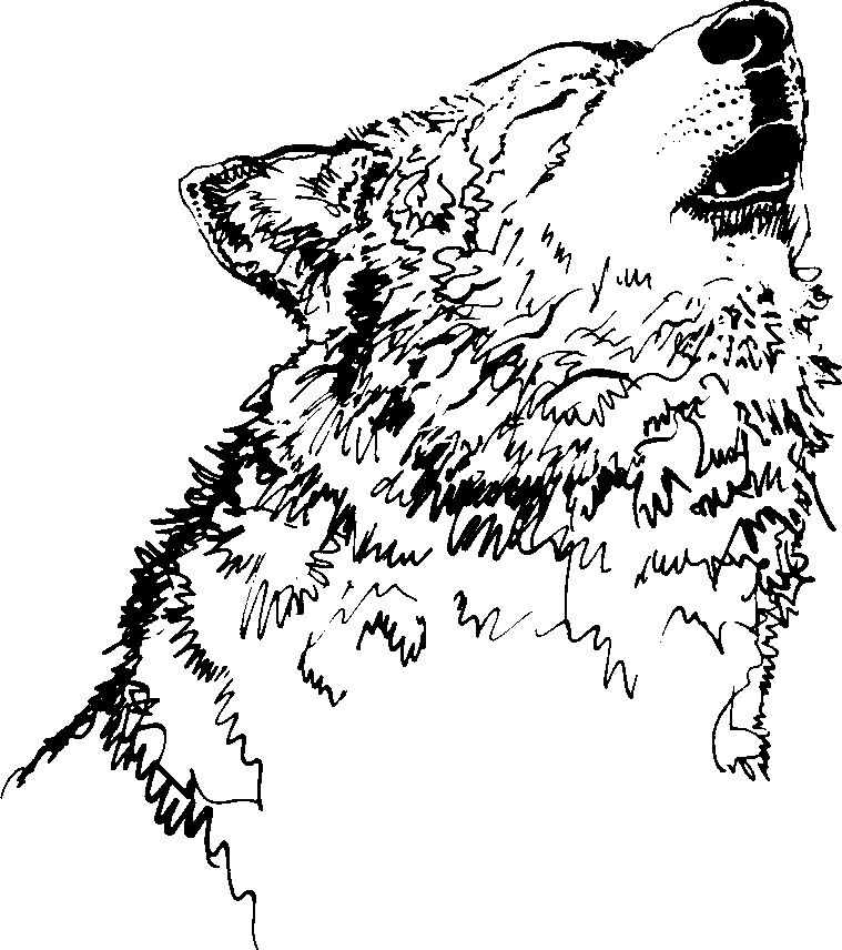 Gallery For  Wolf Clipart Black And White