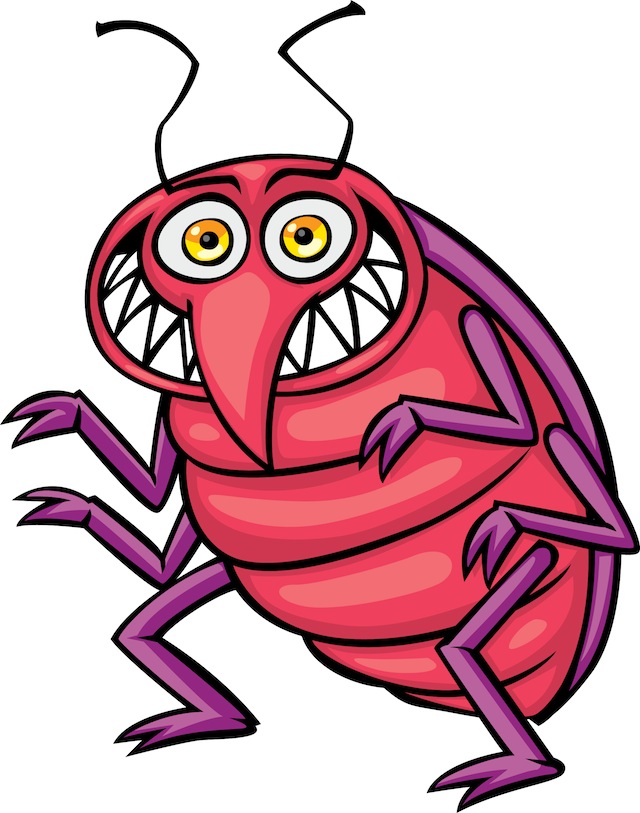 Bed Bug Photos, Clipart Images  Pics: What do Bed Bugs Look Like?