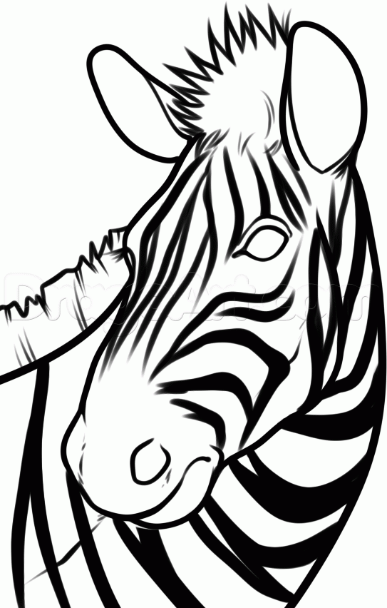 How to Draw a Zebra Head, Step by Step, Great Plain animals 