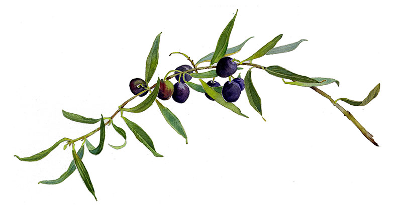 clipart gratuit olives - photo #48