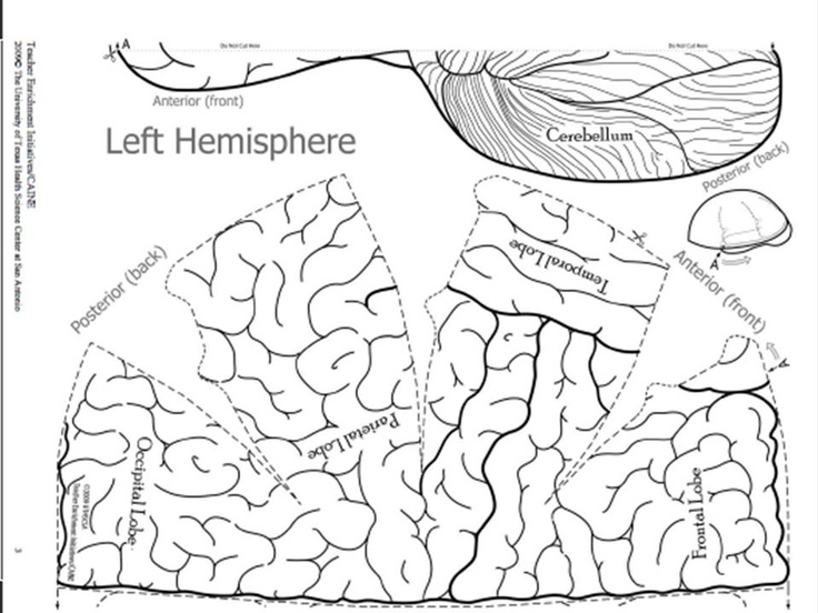 free-printable-blank-brain-download-free-printable-blank-brain-png