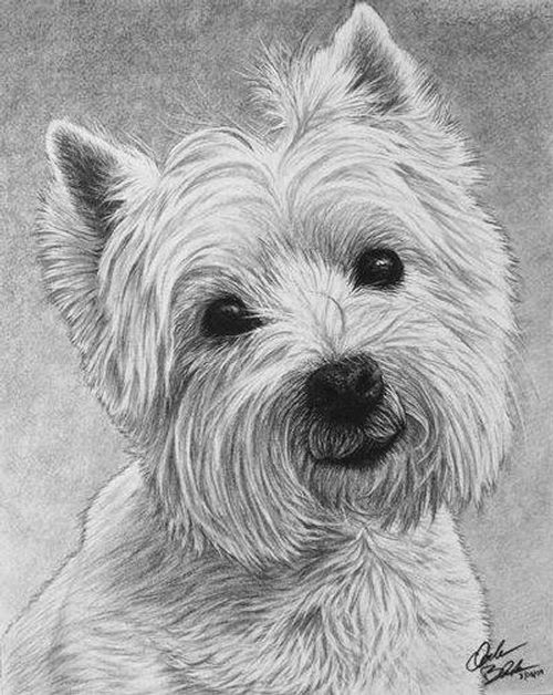 Free Dogs Drawings, Download Free Dogs Drawings png images, Free