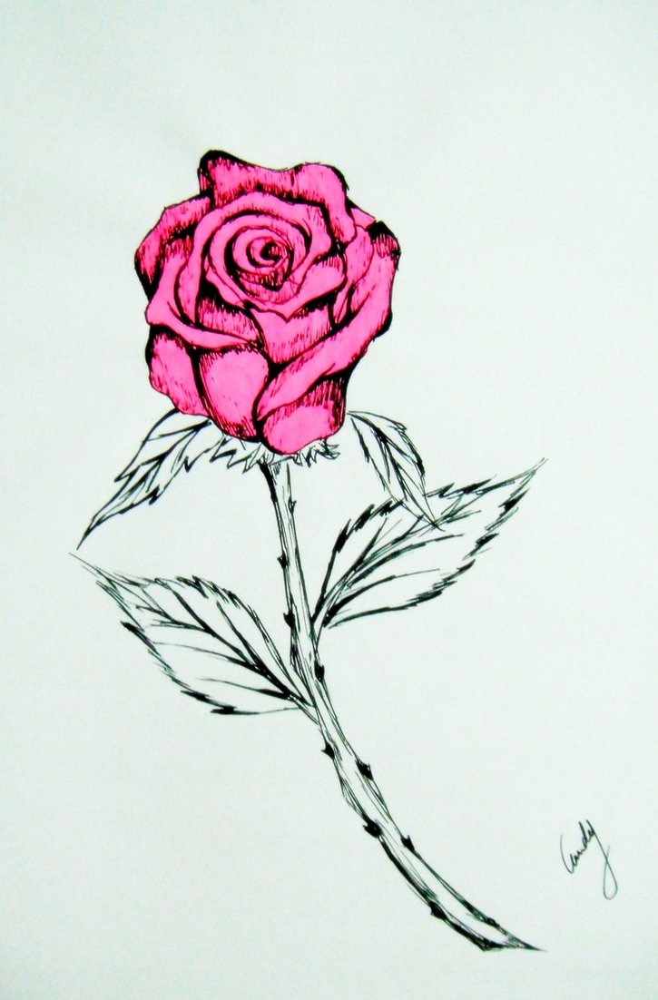 pink rose flower drawing - Clip Art Library