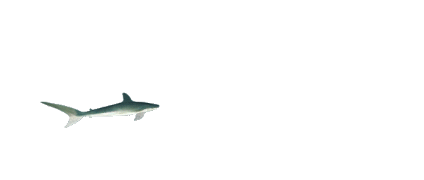Free 3D Animated Sharks- animations for websites and blogs