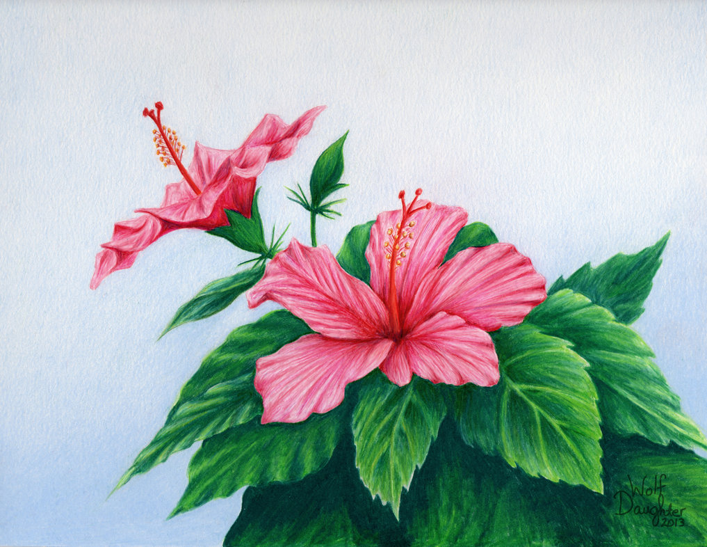 Pink Hibiscus by Wolf-Daughter on Clipart library