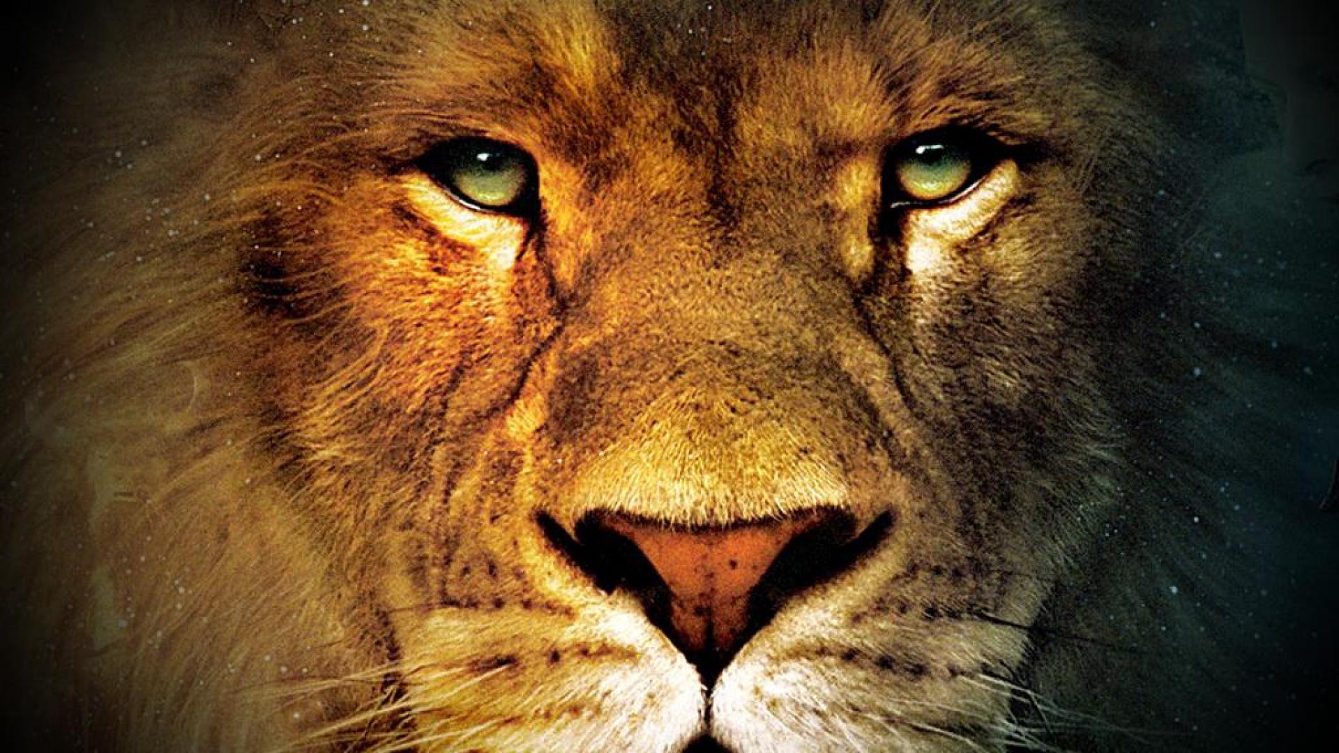 Free Lion Face Images, Download Free Lion Face Images png images, Free