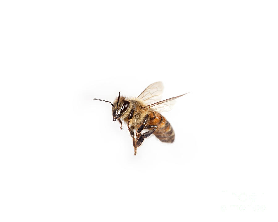 Honey Bee In Flight by Ted Kinsman - Honey Bee In Flight 
