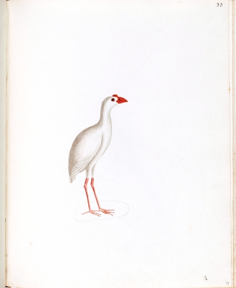 Animal � Bird 4 | Vintage Printable at Swivelchair Media � Beta