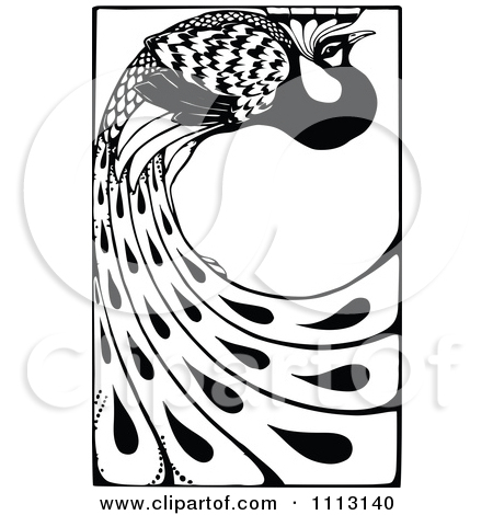 black-and-white-peacock- 