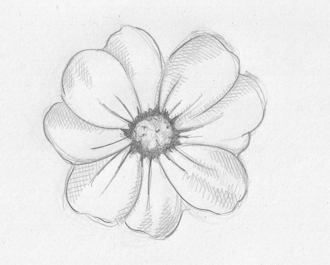 simple pencil drawn flowers