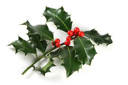 Historical Information and Growing Tips for Holly