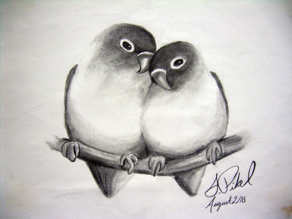 sketch love birds drawing - Clip Art Library