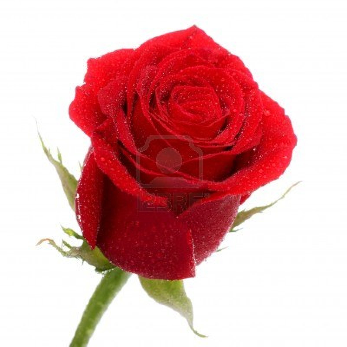 red rose bud - Clip Art Library