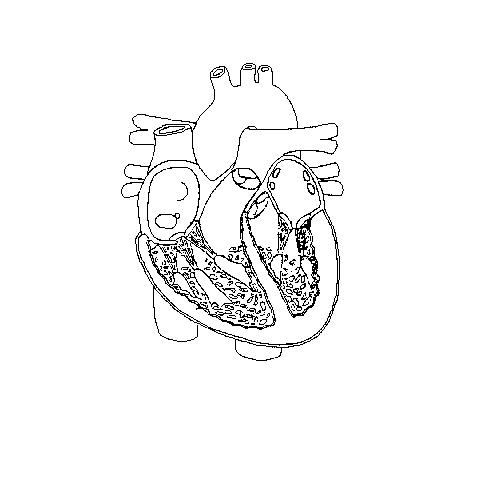 unlabelled-heart-diagram-our- 