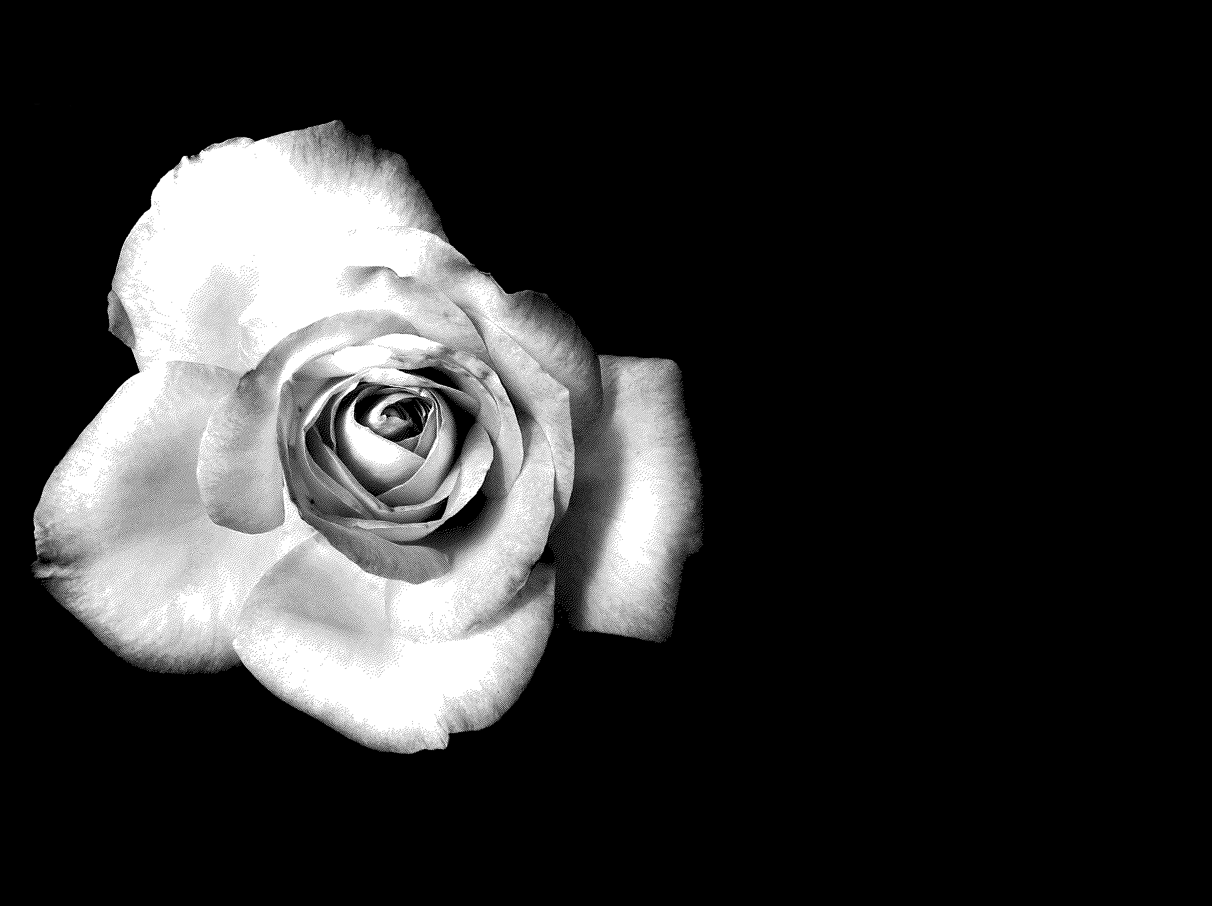 black-and-white-rose-Desktop- 