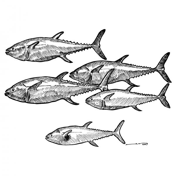 Images  Drawings Of Fish