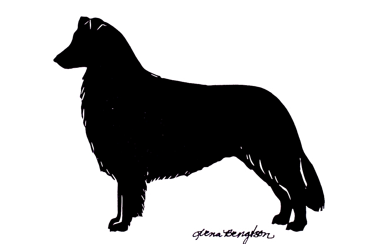 Images For  Border Collie Head Silhouette